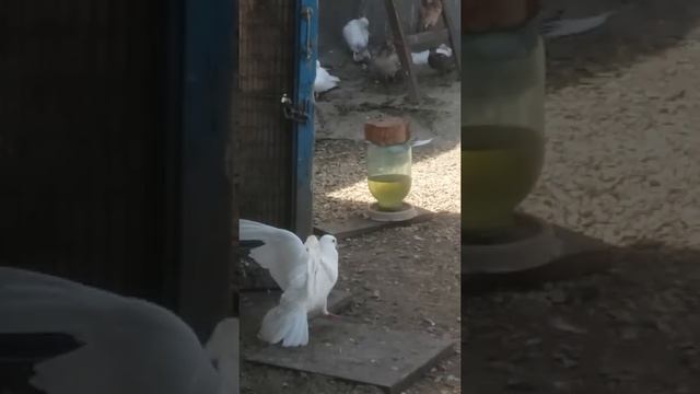 Голуби бакинцы карабудахкент смотреть онлайн
