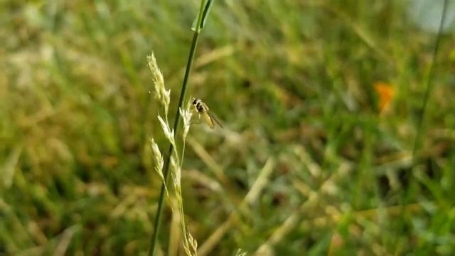 Syrphid fly feeding on grass pollen?, 6/28/20 смотреть онлайн