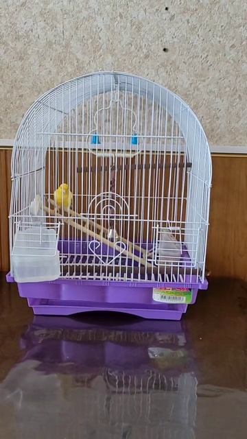 Трели Кенара смотреть онлайн