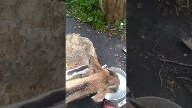 Моя коза даёт два литра молока))) смотреть онлайн