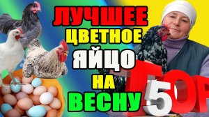 ТОП 5 кур несущие ПАСХАЛЬНОЕ яйцо.