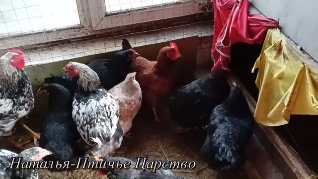 Куда мы ломимся смотреть онлайн