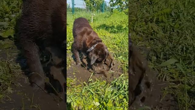 Собака любит купаться смотреть онлайн