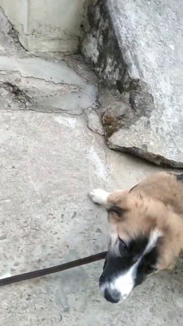 Cute playful dog with small child . #viralshorts #trend #cutedog #puppylove смотреть онлайн