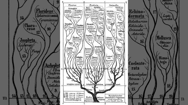 Phylogenetic nomenclature | Wikipedia audio article смотреть онлайн