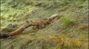 Walking with Dinosaurs 3D [2013] - Hesperonychus Screen Time