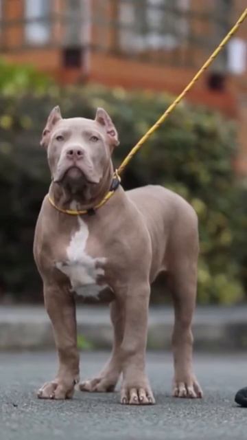 Big Meech 172lbs At 1YEAR OLD Biggest XXL In The World! #RedlionEuropePitbulls смотреть онлайн