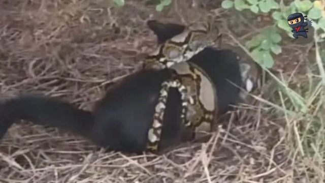 Il serpente afferra il gattino e si appresta a mangiarlo. Poi è successo l'incredibile! смотреть онлайн