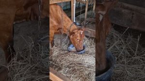 чистить ли послед у коровы???