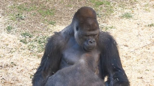 Silverback Gorilla Shows His Hardest Power | Shabani смотреть онлайн