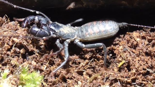 WHIP SCORPION / TYPOPELTIS SPEC. JAVA IS MOVING / GEIßELSKORPION AUF ERKUNDUNG / HD смотреть онлайн