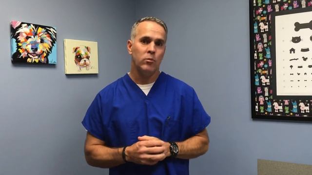 Everything You Need to Know About Dog Spaying / Neutering смотреть онлайн