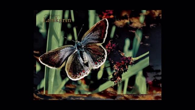 Christian Lankgrin - Смеясь смотреть онлайн