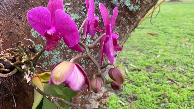 Let’s check out the Phal tree project!! Orchid project update смотреть онлайн