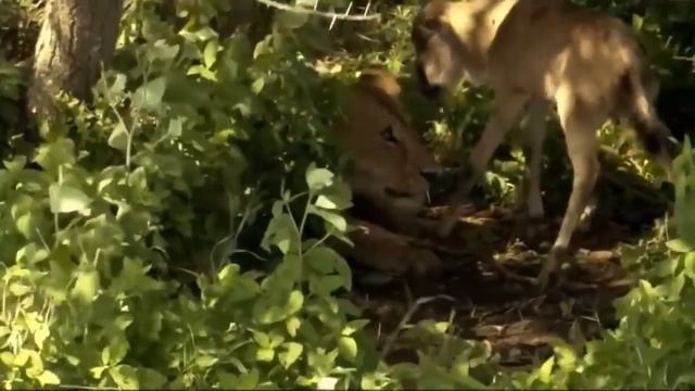 It Is Unbelievable That Lion Raised A Baby Wildebeest Like Her Child 720 X 1280 смотреть онлайн
