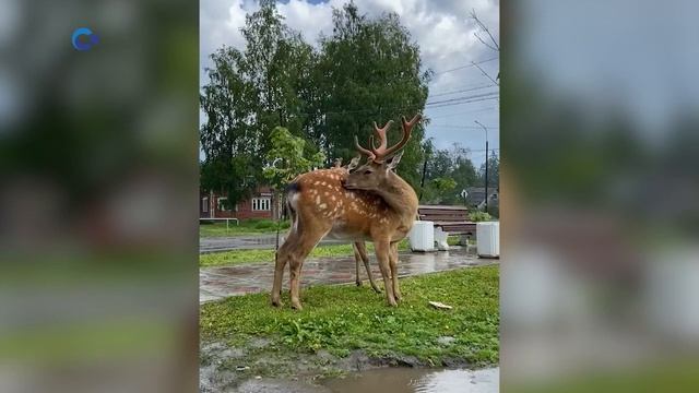 Пятнистые олени, спасенные из посёлка Харлу, счастливо живут в «Карельском зоопарке» смотреть онлайн