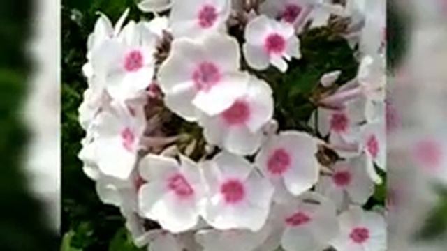 КТО ЛЮБИТ ФЛОКСЫ ТАК, КАК ЛЮБЛЮ ИХ Я | МОЯ КОЛЛЕКЦИЯ смотреть онлайн