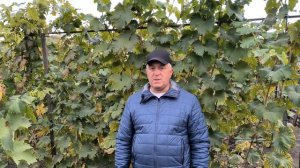 Когда лучше высаживать виноград, весной или осенью.