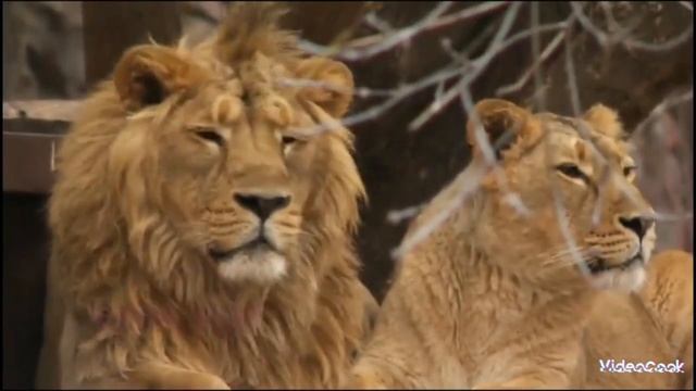 лев смотреть онлайн