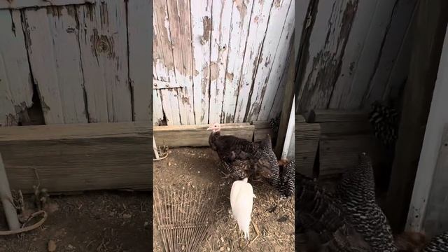 Great Pyrenees Puppies Learning The Barn Yard The Are Almost 8wks Old, 6/4/23 #great Pyrenees Puppy