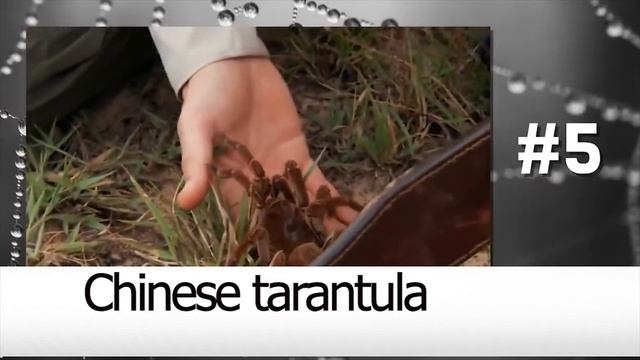 TOP 10 DEADLY SPIDERS THAT CAN KILL YOU смотреть онлайн