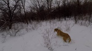 Охота на зайца с русской гончей. 2025г.