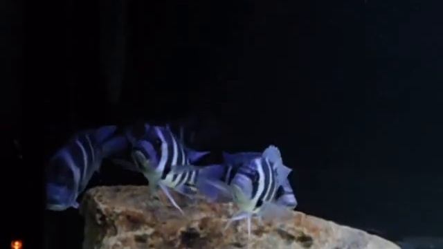 Wild Caught Cyphotilapia Gibberosa Moba смотреть онлайн