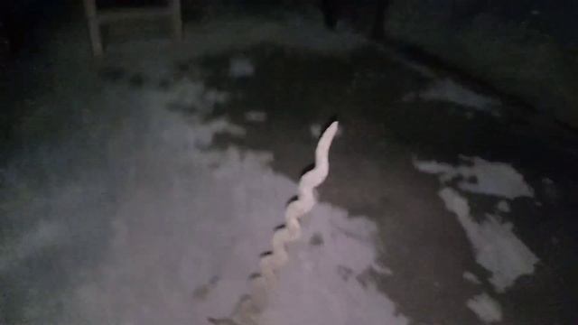 KERIS LANGKA KUDA SEMBRANI LUK 13
