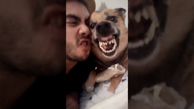 Mon chien me remercie de lui avoir acheté un os.Lol смотреть онлайн