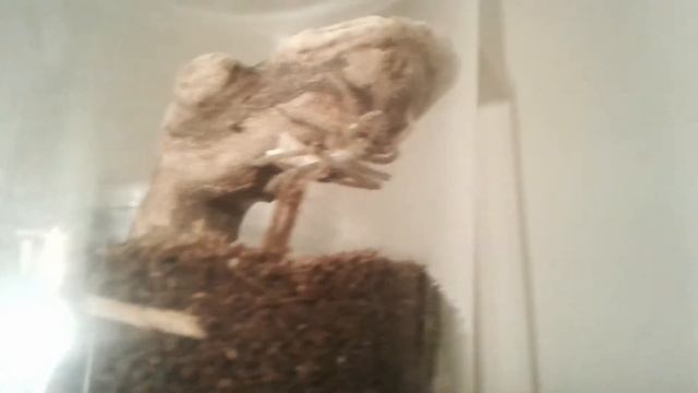 Huntsman Spider's... Interesting Behavior смотреть онлайн