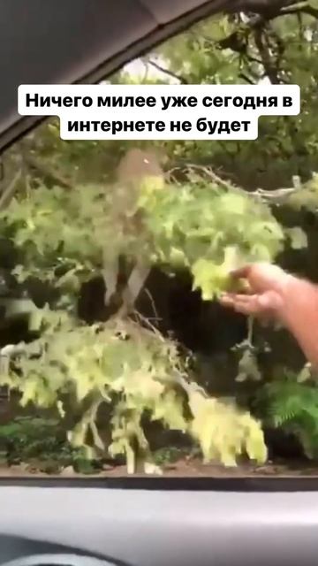 https://t.me/cmehjivotnie лучшие видео про животных в тг #животные #юмор #shorts смотреть онлайн