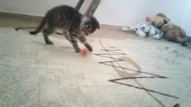 Мой котенок смотреть онлайн