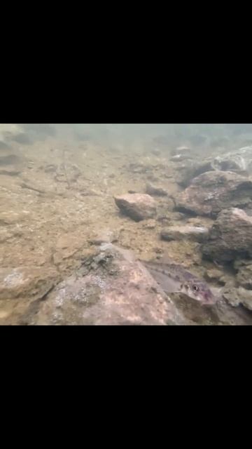 Перепуганный пескарь 🐟 спрятался в камнях 🪨 смотреть онлайн