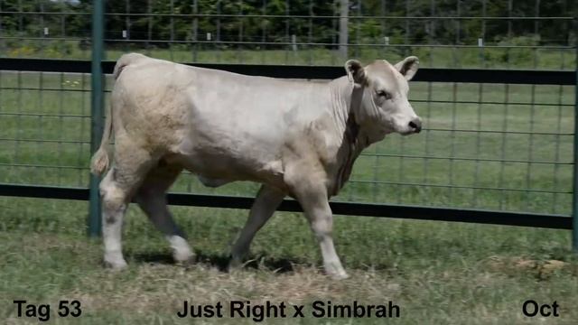 American Classic Heifer Sale 2017 Tag 53 смотреть онлайн