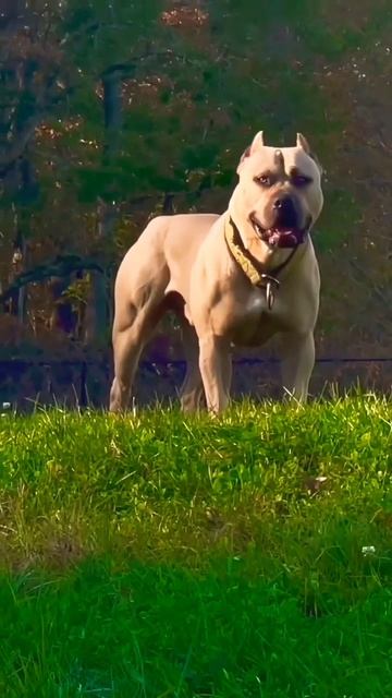 For You video.! #foruoy #foryouvideo #vairal #viralvideo #tending #youtube #youtubeshorts #dog смотреть онлайн