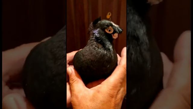 Голуби Камала БИШКЕК и голуби Ахмата ШЫМКЕНТ. Узбекские двухчубые голуби смотреть онлайн