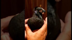 Голуби Камала БИШКЕК и голуби Ахмата ШЫМКЕНТ. Узбекские двухчубые голуби