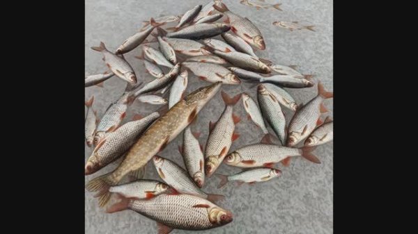 Рыбалка, Зима, Вуокса 25.01.2025