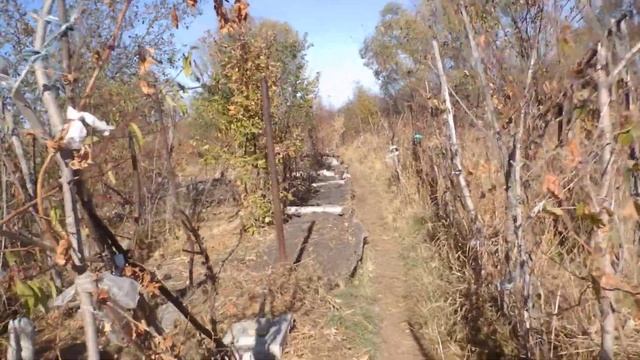 на виноградник напали скворцы 21 окт 2020 смотреть онлайн