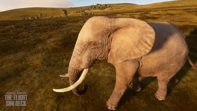 The Animals Of Microsoft Flight Simulator 2020 | Hands On Beta Preview! смотреть онлайн