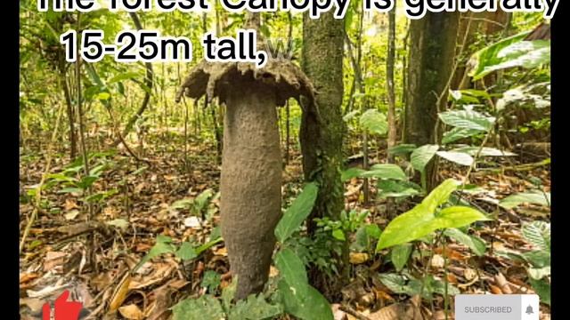 Cameroon:The Korup National park. смотреть онлайн