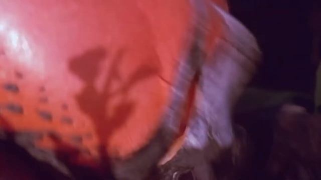 magnificent frigatebird смотреть онлайн