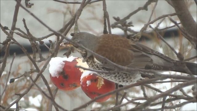 kwiczoł (Turdus pilaris), Fieldfare, Wacholderdrossel смотреть онлайн