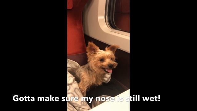 Dog Travel by Train in Amsterdam, Netherlands смотреть онлайн