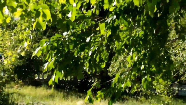 Пчелы в городе смотреть онлайн