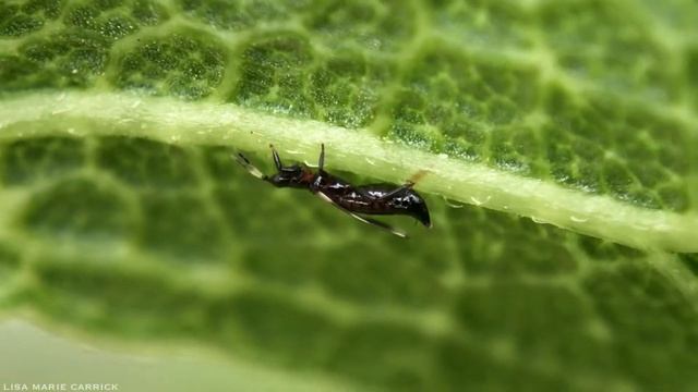 Female Banded Thrips - Aeolothrips fasciatus - Oviposition - Laying Eggs - Macro HD смотреть онлайн
