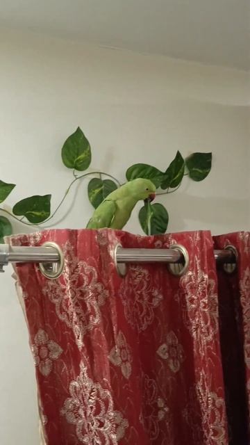 Ooo harry🦜ye kia kia🤪😟#ytshorts #harry #indianparrot #viral смотреть онлайн