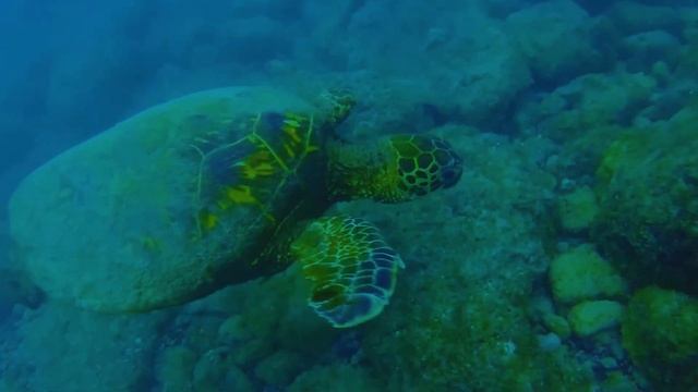Riding the Riptide with a Sea Turtle in Hawaii смотреть онлайн