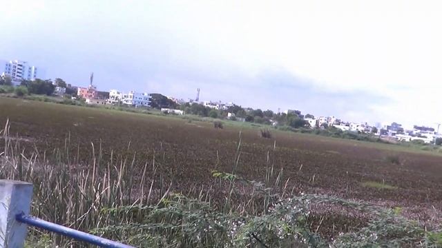 Bandam Cheruvu at NIT Warangal || Bronze-winged jacana found at Bandam Cheruvu смотреть онлайн