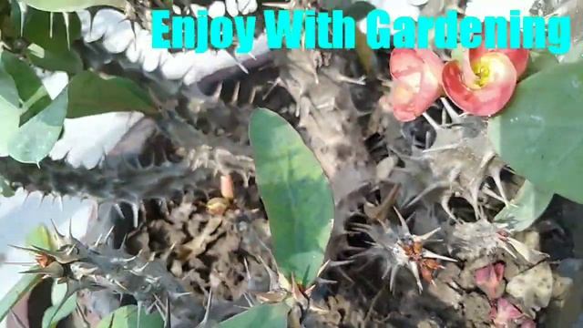 47-Care and View Of Euphorbia Milli🌸🌸......................................................... смотреть онлайн